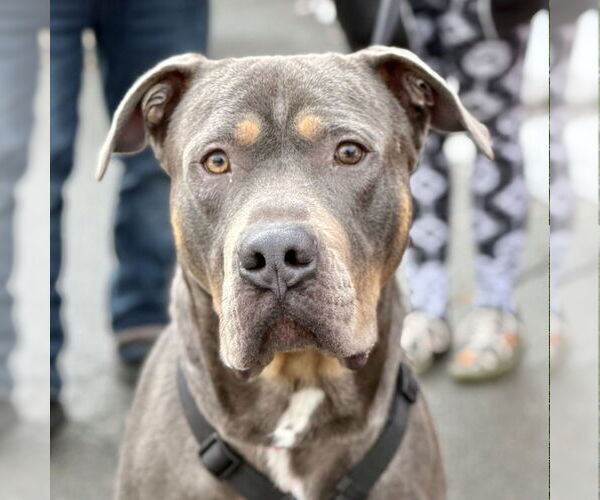 Medium Photo #5 Mutt Puppy For Sale in Canton, CT, USA