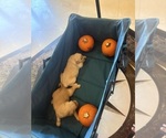 Litter of 2 - Male(s) and Female(s) Golden RetrieverLitter of Puppies for Sale - Photo #9