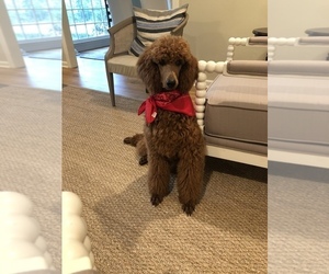 Medium Poodle (Standard)