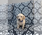 Puppy Blue Golden Labrador