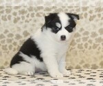 Small #3 Pomsky