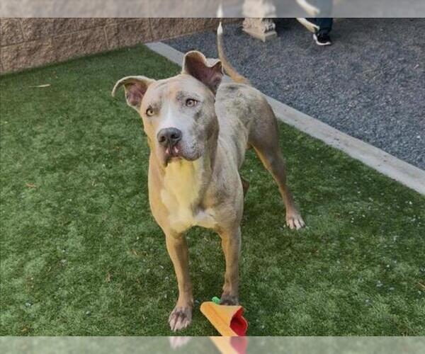 Medium Photo #2 American Pit Bull Terrier-Catahoula Leopard Dog Mix Puppy For Sale in Moreno Valley, CA, USA