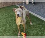 Small #1 American Pit Bull Terrier-Catahoula Leopard Dog Mix
