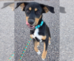 Small Photo #3 Labrottie Puppy For Sale in Brooklyn Center, MN, USA