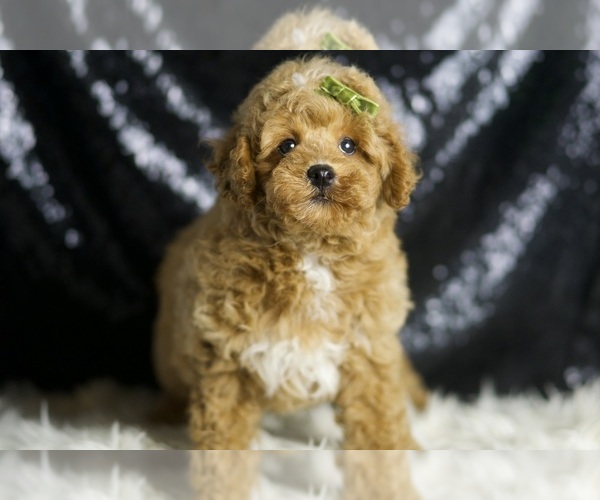 Medium Photo #3 Poodle (Toy) Puppy For Sale in WARSAW, IN, USA