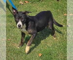 Small #9 Boxer-Dutch Shepherd  Mix