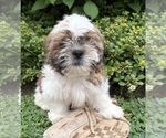 Small #3 Shih Tzu