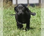 Small #7 Dachshund Mix