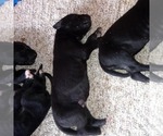 Small Photo #12 Great Dane Puppy For Sale in PIERSON, MI, USA