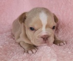 Small #8 French Bulldog