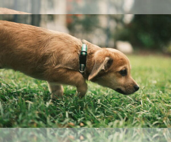 Medium Photo #4 Chihuahua-Unknown Mix Puppy For Sale in Virginia Beach, VA, USA