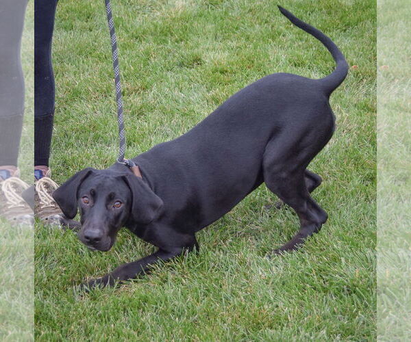Medium Photo #4 Coonhound-Unknown Mix Puppy For Sale in Huntley, IL, USA