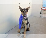 Small Photo #1 German Shepherd Dog-Unknown Mix Puppy For Sale in McKinney, TX, USA