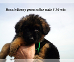 Small Photo #38 German Shepherd Dog Puppy For Sale in CHRISNEY, IN, USA