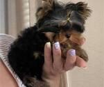 Small Photo #15 Yorkshire Terrier Puppy For Sale in RANCHO BERNARDO, CA, USA