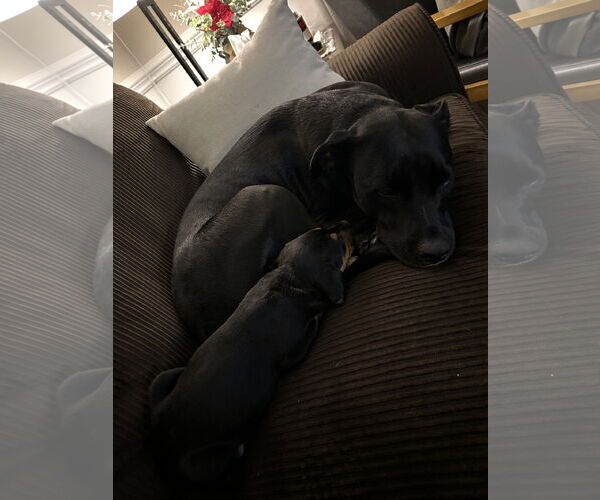 Medium Photo #9 Mutt Puppy For Sale in Holly Springs, NC, USA