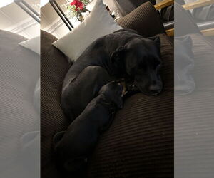 Mutt Dogs for adoption in Holly Springs, NC, USA