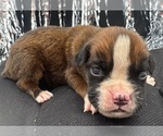 Image preview for Ad Listing. Nickname: AKC Austin