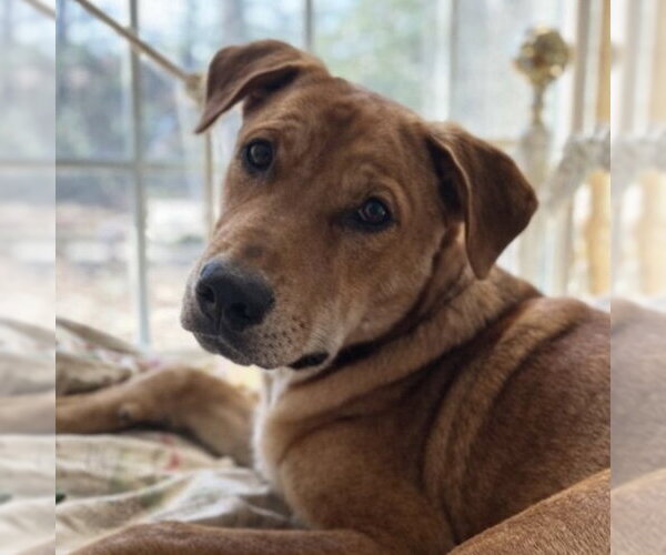 Medium Photo #6 Labrador Retriever-Unknown Mix Puppy For Sale in Fort Worth, TX, USA