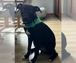 Small #3 Labrador Retriever Mix