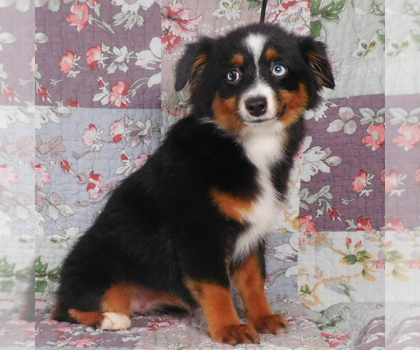 Medium Photo #12 Miniature Australian Shepherd Puppy For Sale in HARRISON, OH, USA