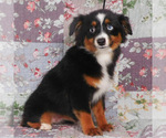 Small #11 Miniature Australian Shepherd