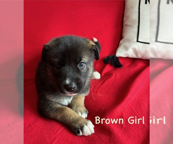 Medium Photo #9 Gerberian Shepsky Puppy For Sale in HOLTON, MI, USA