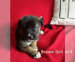 Puppy Brown Girl Gerberian Shepsky