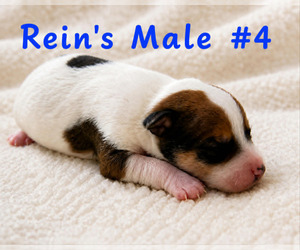 Medium Jack Russell Terrier