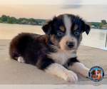 Small Photo #7 Miniature Australian Shepherd Puppy For Sale in GRANBURY, TX, USA
