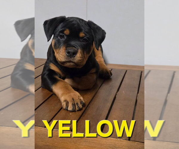 Medium Photo #1 Rottweiler Puppy For Sale in SEATTLE, WA, USA