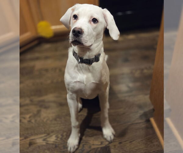 Medium Photo #16 Boxer-Unknown Mix Puppy For Sale in Brooklyn Center, MN, USA