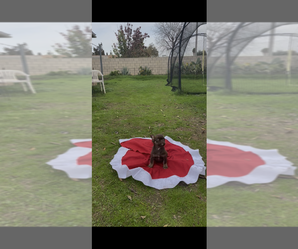 Medium Photo #5 French Bulldog Puppy For Sale in SAN DIEGO, CA, USA