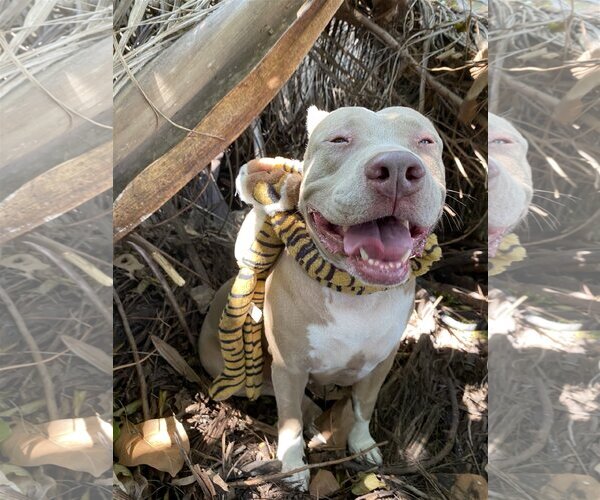 Medium Photo #12 Mutt Puppy For Sale in Miami, FL, USA