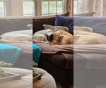 Small #4 American Pit Bull Terrier Mix