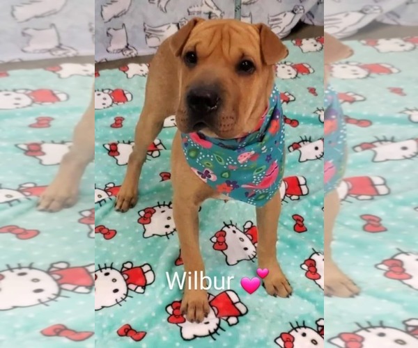Medium Photo #7 Chinese Shar-Pei-Unknown Mix Puppy For Sale in Tampa, FL, USA