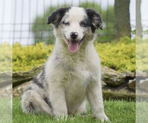 Miniature Australian Shepherd Puppy for sale in EPHRATA, PA, USA