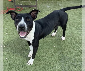 American Pit Bull Terrier Dogs for adoption in Pasadena, TX, USA