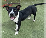 Small American Pit Bull Terrier