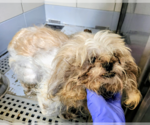 Small #2 Shih Tzu Mix