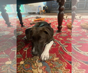 Unknown-Whippet Mix Dogs for adoption in Ball Ground, GA, USA