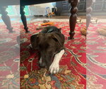 Small Whippet Mix