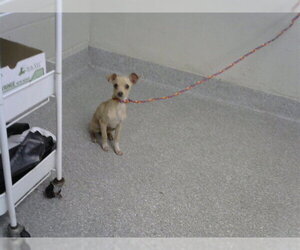 Chihuahua Dogs for adoption in Pasadena, TX, USA