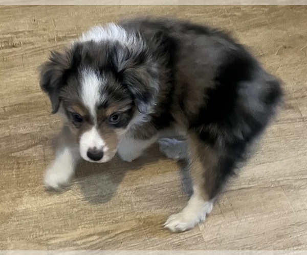 Medium Photo #4 Miniature Australian Shepherd Puppy For Sale in FORT MORGAN, CO, USA