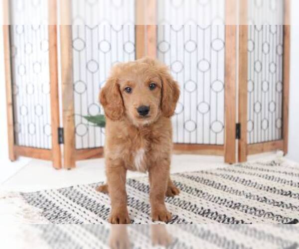 Medium Photo #3 Goldendoodle Puppy For Sale in NAPLES, FL, USA