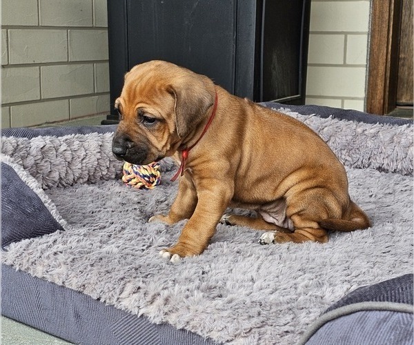 Medium Photo #10 Rhodesian Ridgeback Puppy For Sale in BUMPASS, VA, USA