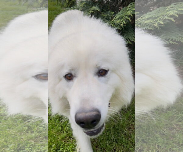 Medium Photo #3 Great Pyrenees Puppy For Sale in Thomasville, NC, USA