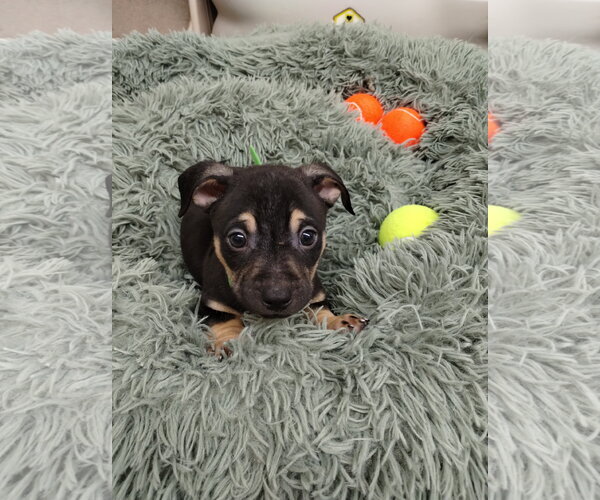 Medium Photo #3 Mutt Puppy For Sale in York, SC, USA