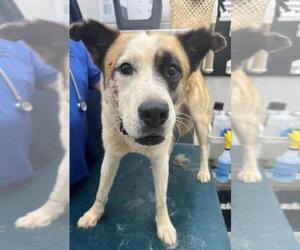 Border Collie-Unknown Mix Dogs for adoption in Mobile, AL, USA