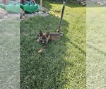 Small Photo #8 German Shepherd Dog Puppy For Sale in MODESTO, CA, USA